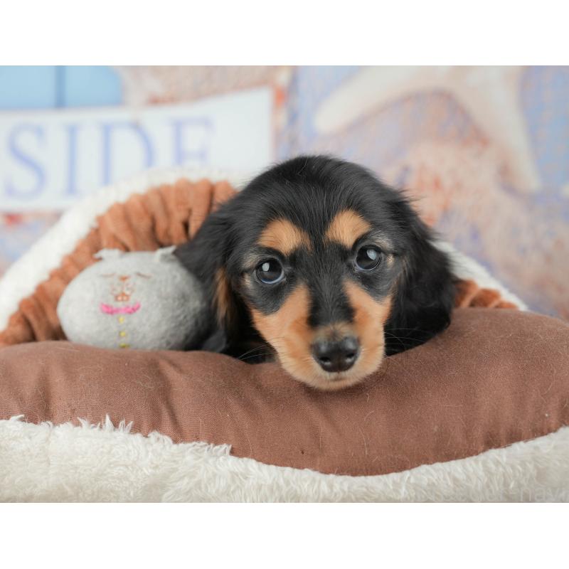 販売中の千葉県のミニチュアダックスフンド(ロングヘアード)-441701の5枚目