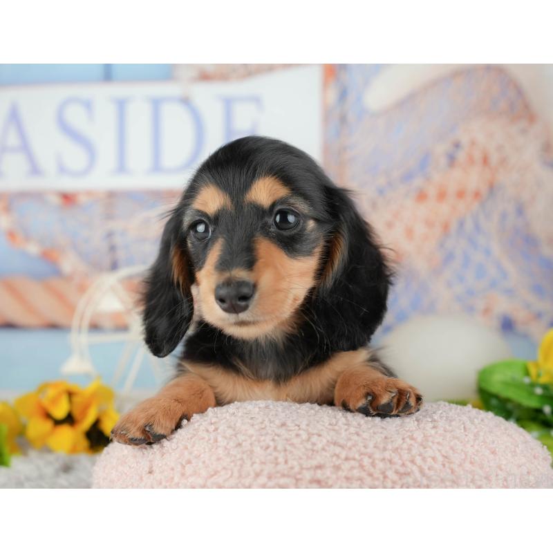 販売中の千葉県のミニチュアダックスフンド(ロングヘアード)-441701の4枚目