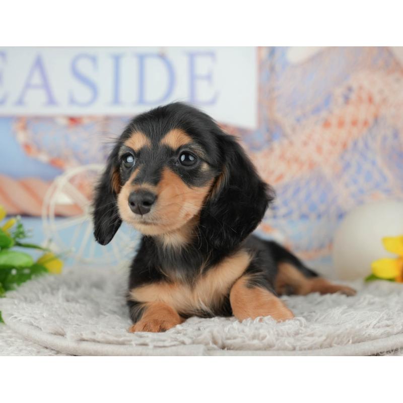 販売中の千葉県のミニチュアダックスフンド(ロングヘアード)-441701の3枚目