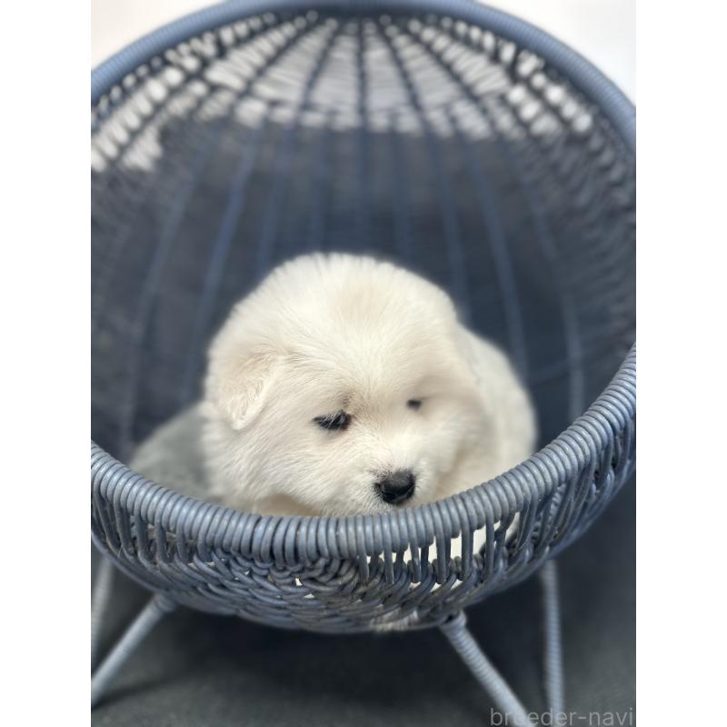 販売中の栃木県のサモエド-440995の11枚目