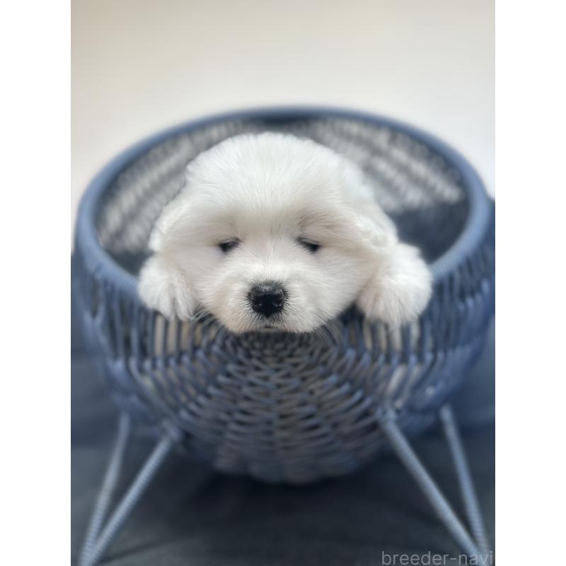 販売中の栃木県のサモエド-440995の10枚目