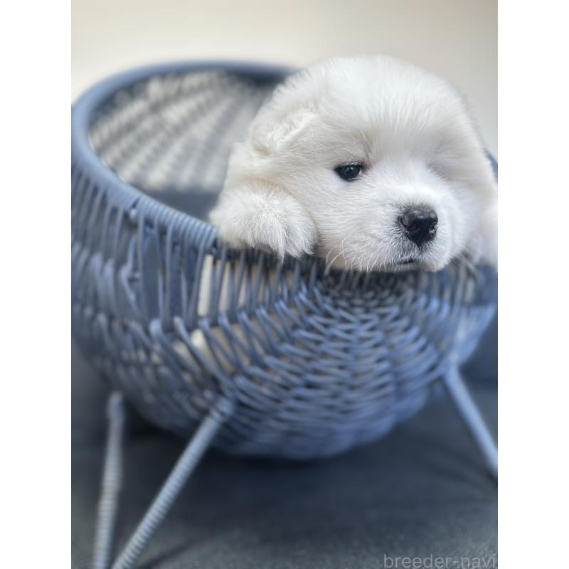 販売中の栃木県のサモエド-440995の9枚目