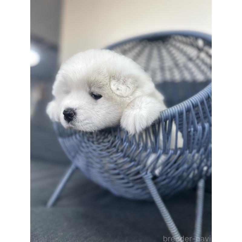 販売中の栃木県のサモエド-440995の8枚目