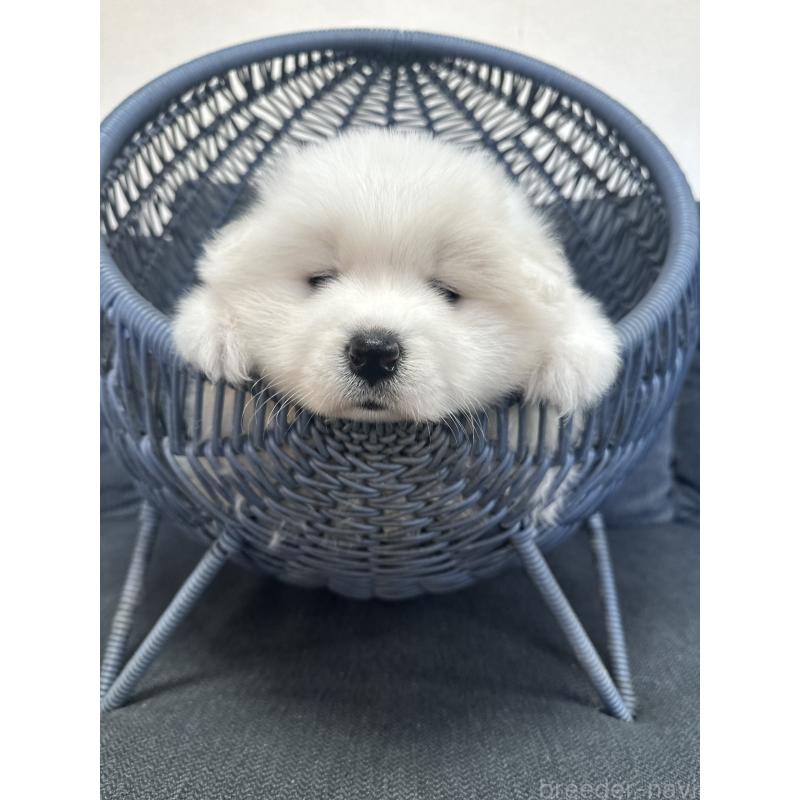 販売中の栃木県のサモエド-440995の7枚目