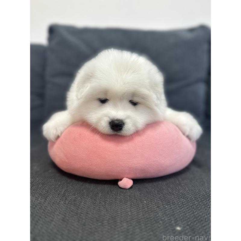 販売中の栃木県のサモエド-440995の6枚目