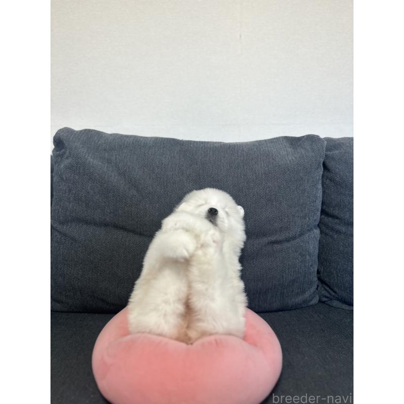 販売中の栃木県のサモエド-440995の5枚目