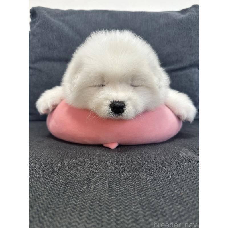 販売中の栃木県のサモエド-440995の4枚目