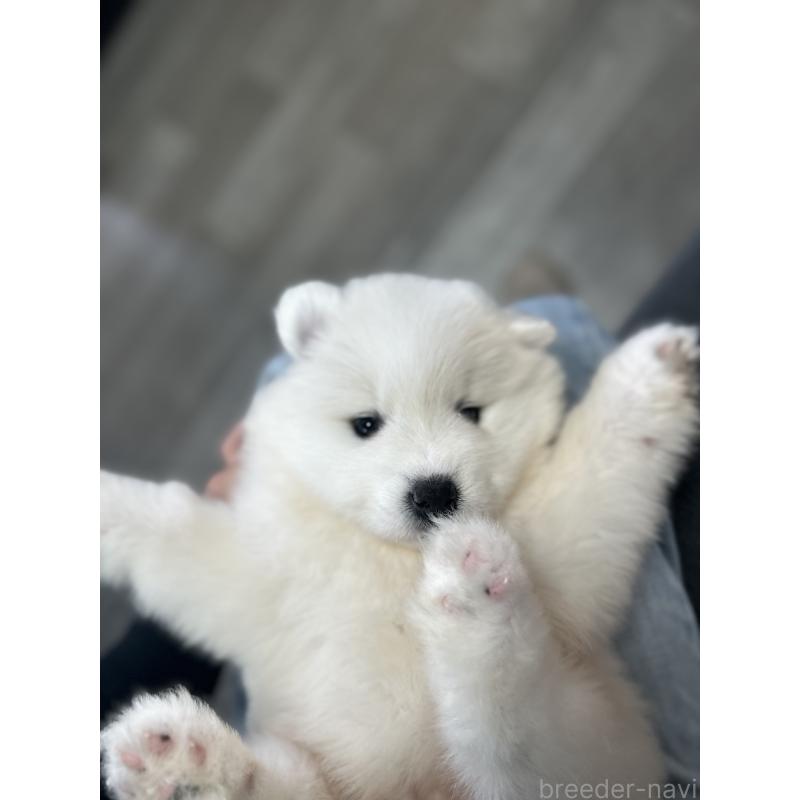 販売中の栃木県のサモエド-440995の2枚目