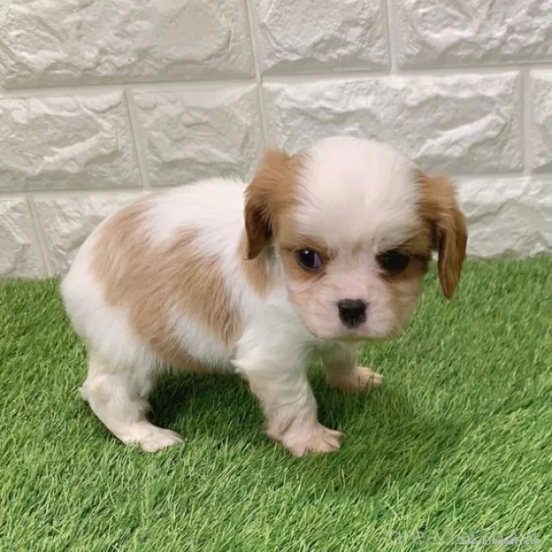 販売中の愛知県のキャバリアキングチャールズスパニエル-439923