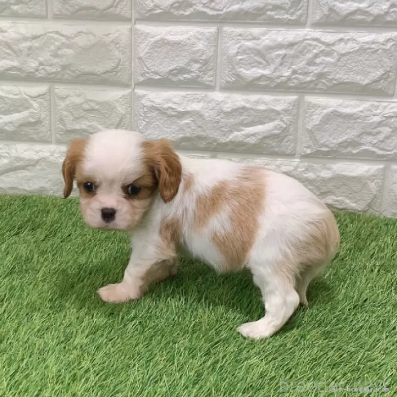 販売中の愛知県のキャバリアキングチャールズスパニエル-439923の4枚目