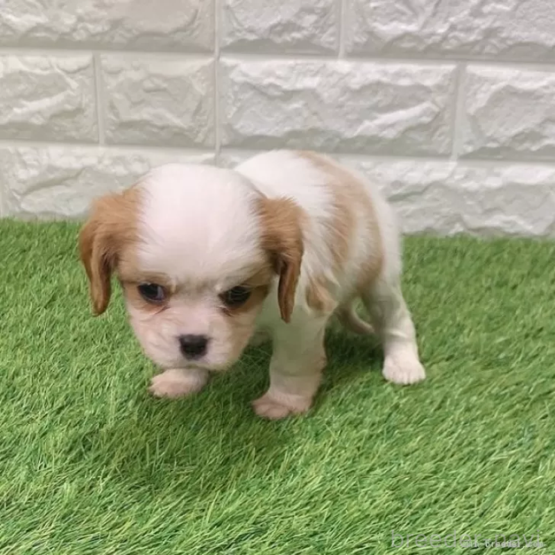 販売中の愛知県のキャバリアキングチャールズスパニエル-439923の3枚目