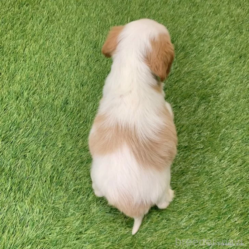 販売中の愛知県のキャバリアキングチャールズスパニエル-439923の2枚目