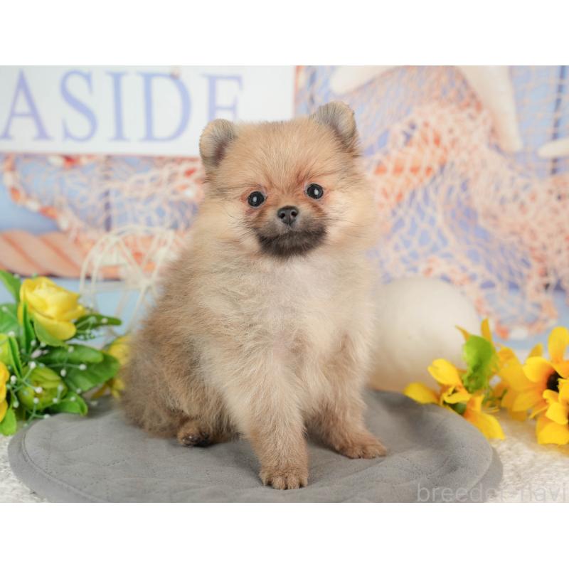 販売中の千葉県のポメラニアン-441699の1枚目