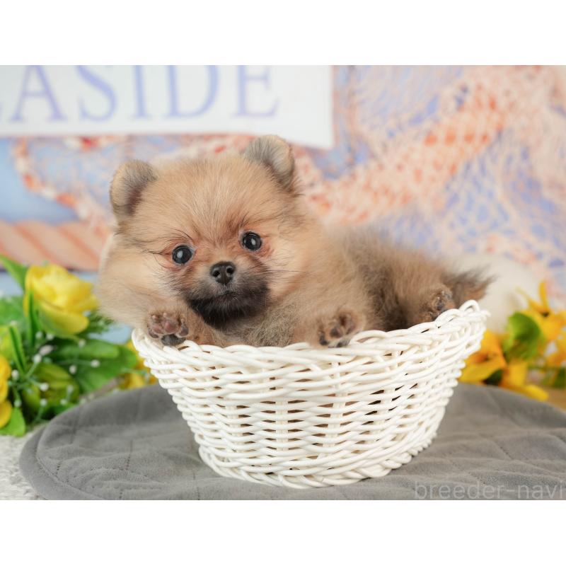 販売中の千葉県のポメラニアン-441699の10枚目