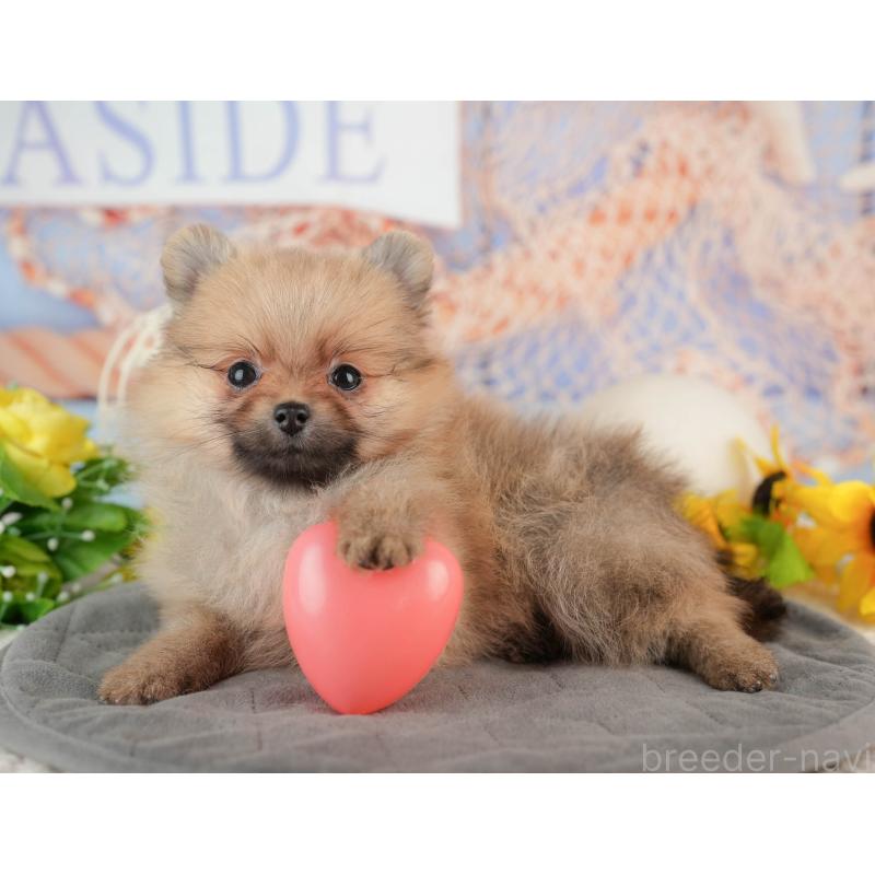 販売中の千葉県のポメラニアン-441699の6枚目