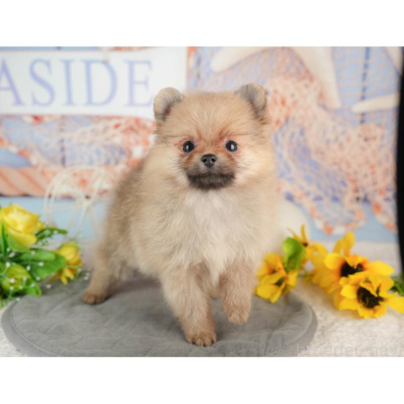 販売中の千葉県のポメラニアン-441699の2枚目