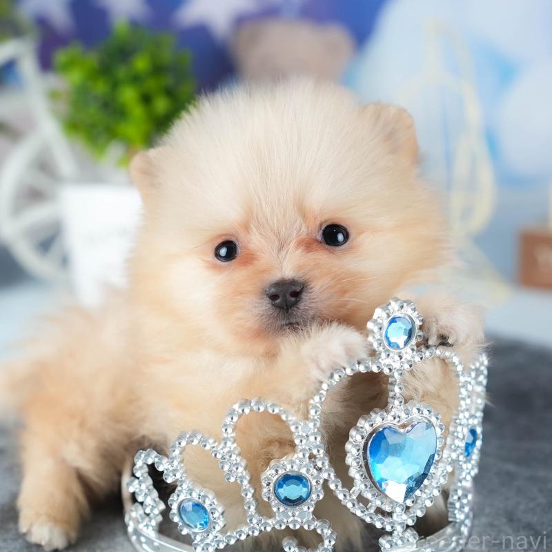 販売中の茨城県のポメラニアン-440998