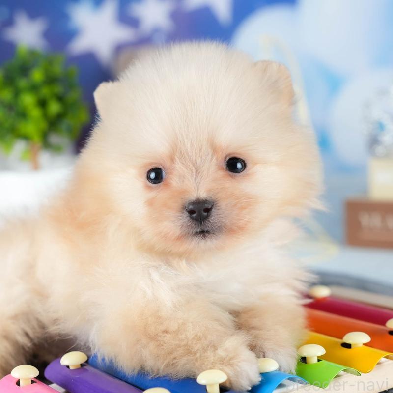 販売中の茨城県のポメラニアン-440998の8枚目