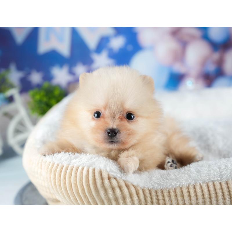 販売中の茨城県のポメラニアン-440998の6枚目