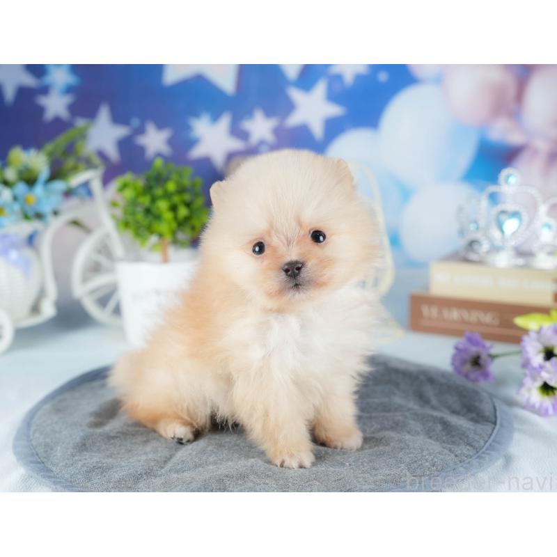 販売中の茨城県のポメラニアン-440998の5枚目