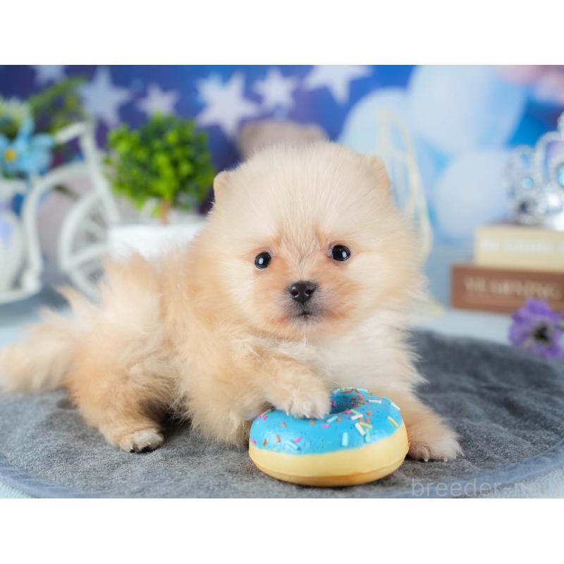 販売中の茨城県のポメラニアン-440998の4枚目