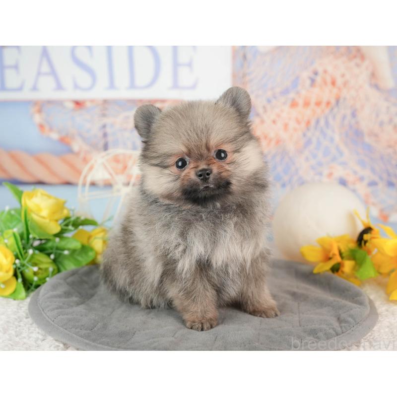 販売中の千葉県のポメラニアン-441697