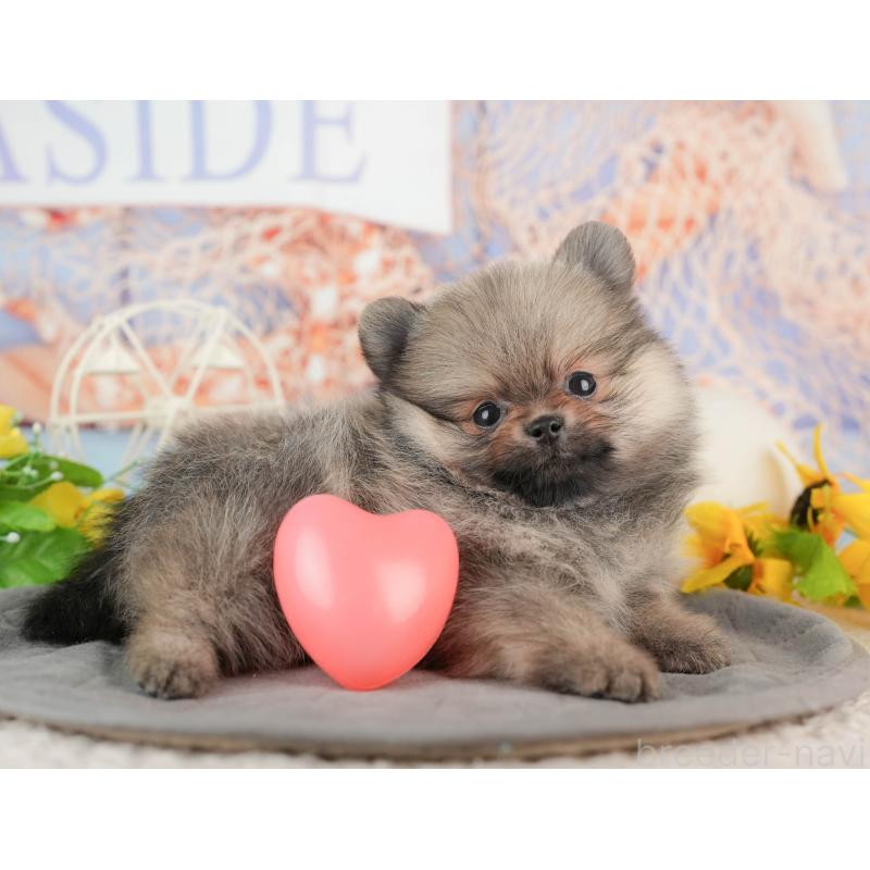 販売中の千葉県のポメラニアン-441697の10枚目