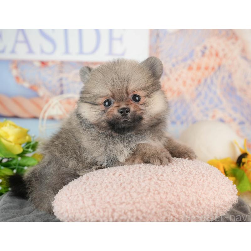 販売中の千葉県のポメラニアン-441697の9枚目