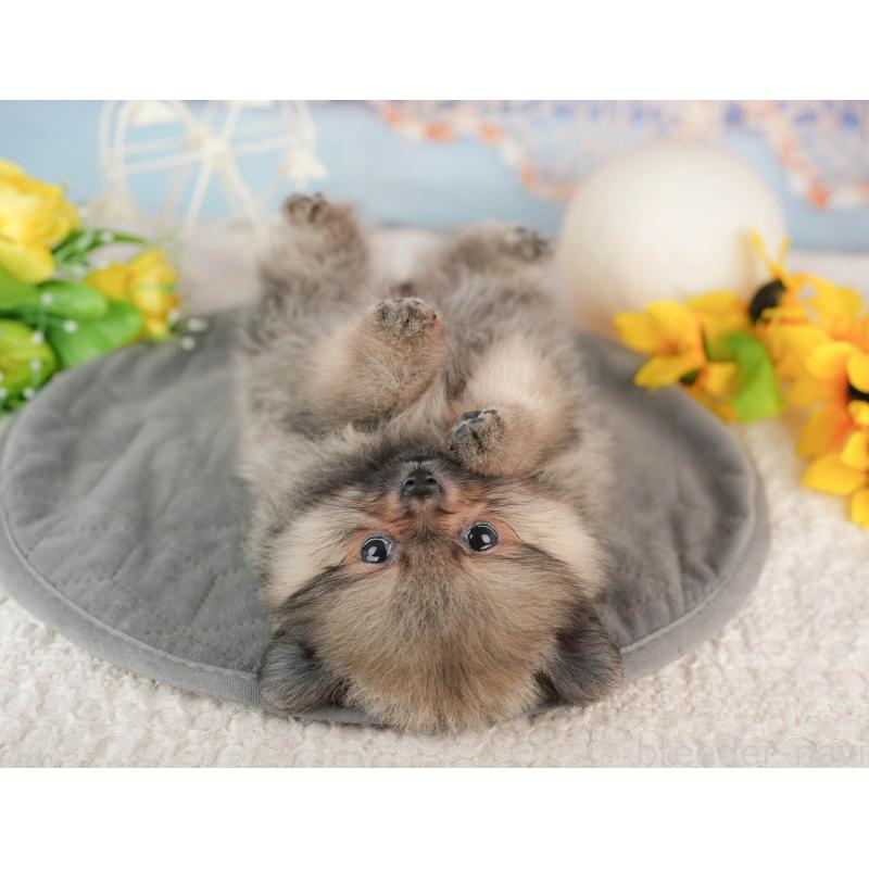 販売中の千葉県のポメラニアン-441697の8枚目