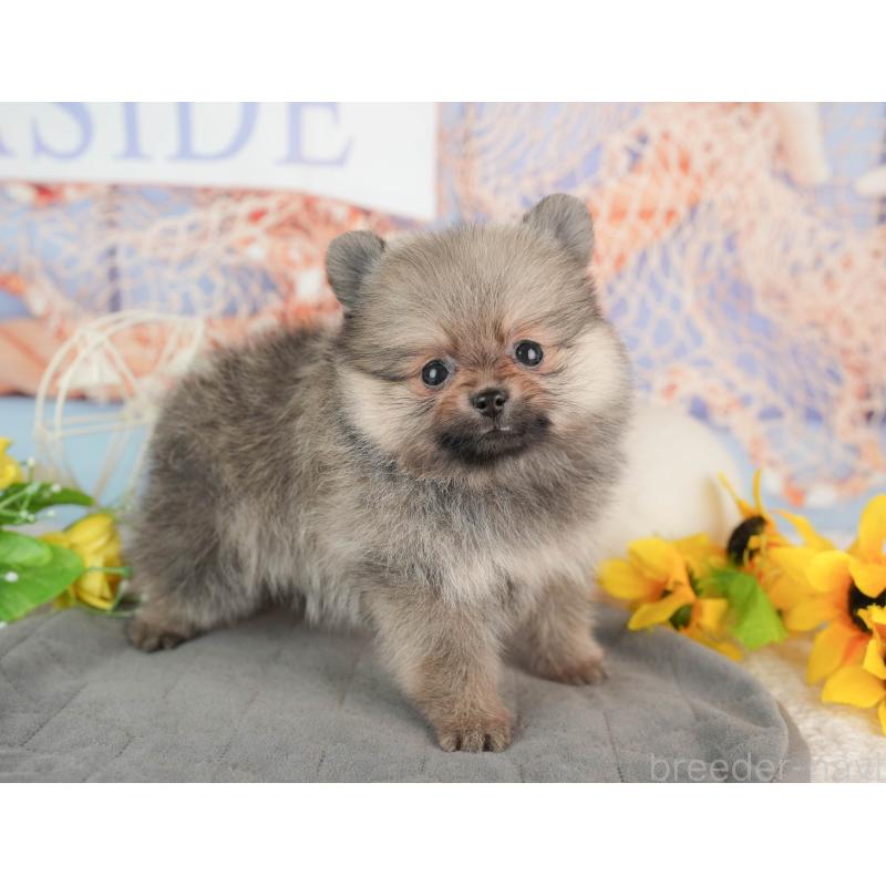 販売中の千葉県のポメラニアン-441697の7枚目