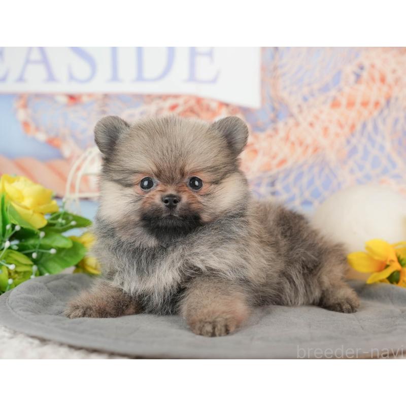 販売中の千葉県のポメラニアン-441697の6枚目