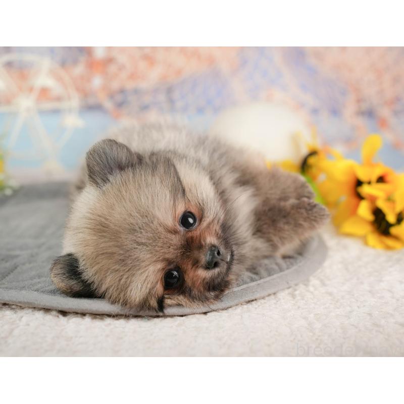 販売中の千葉県のポメラニアン-441697の5枚目