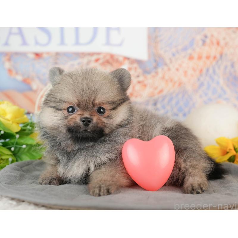 販売中の千葉県のポメラニアン-441697の3枚目