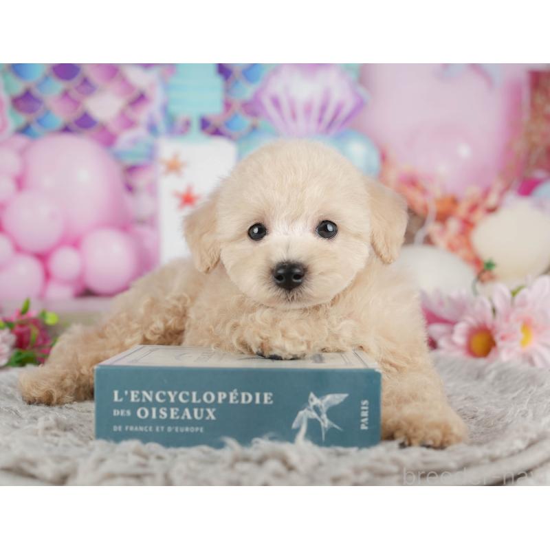 販売中の千葉県のトイプードル-441695の1枚目