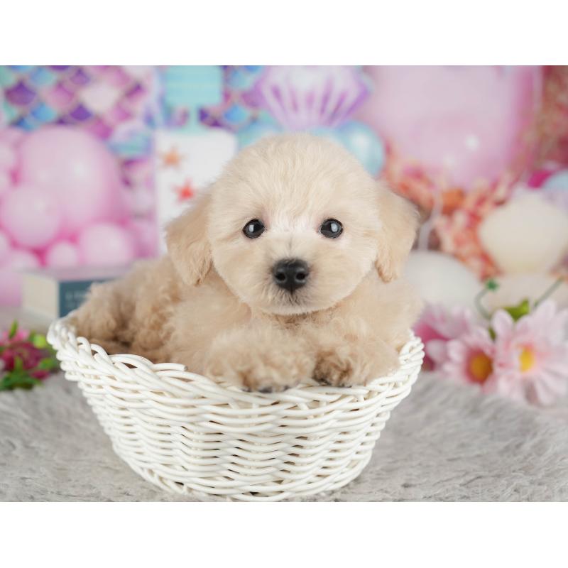 販売中の千葉県のトイプードル-441695の11枚目