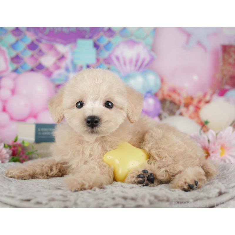 販売中の千葉県のトイプードル-441695の10枚目