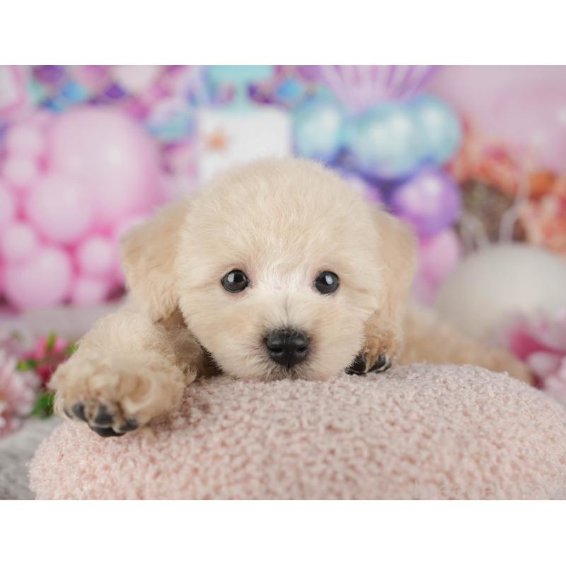 販売中の千葉県のトイプードル-441695の9枚目