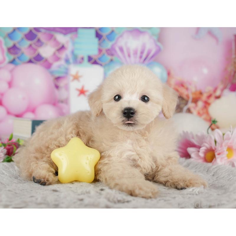 販売中の千葉県のトイプードル-441695の8枚目