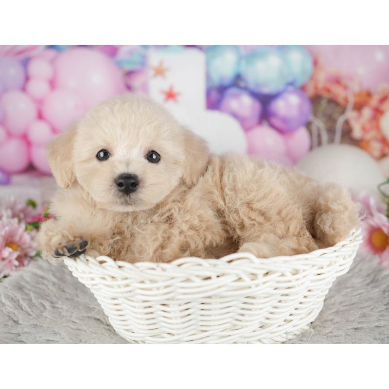 販売中の千葉県のトイプードル-441695の7枚目