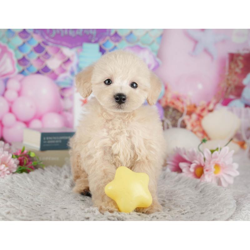 販売中の千葉県のトイプードル-441695の6枚目