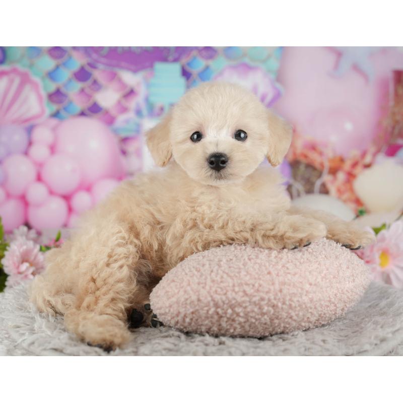 販売中の千葉県のトイプードル-441695の5枚目