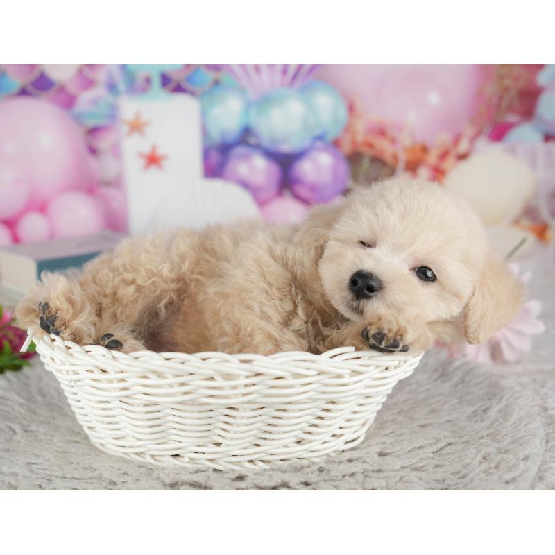 販売中の千葉県のトイプードル-441695の4枚目