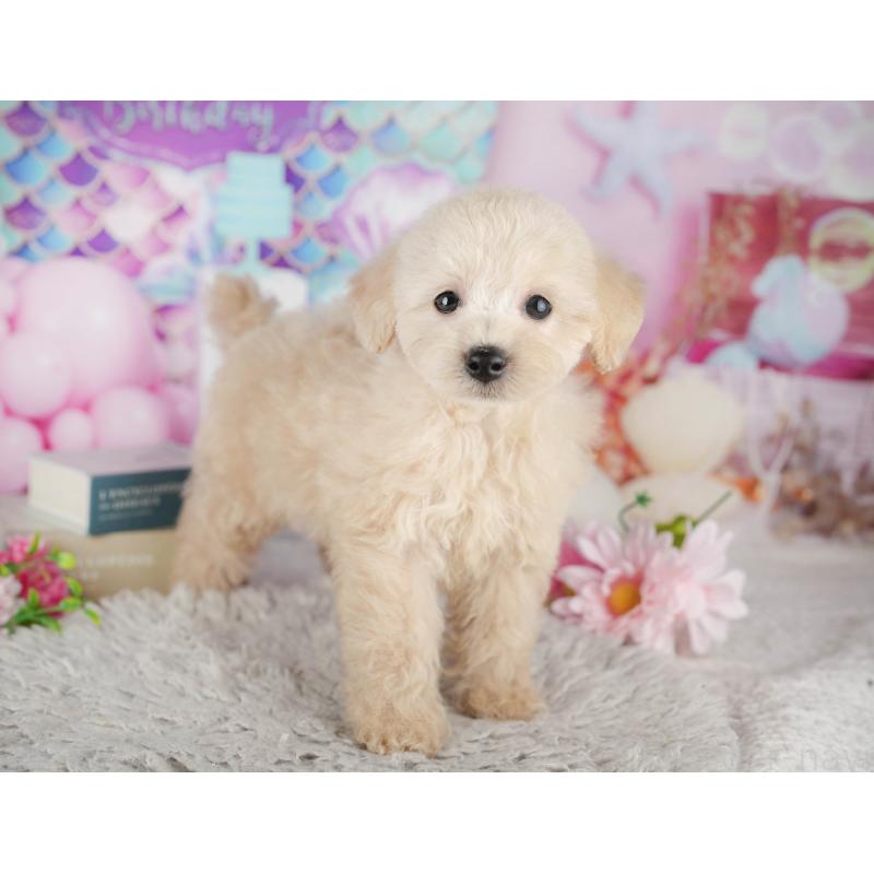 販売中の千葉県のトイプードル-441695の3枚目