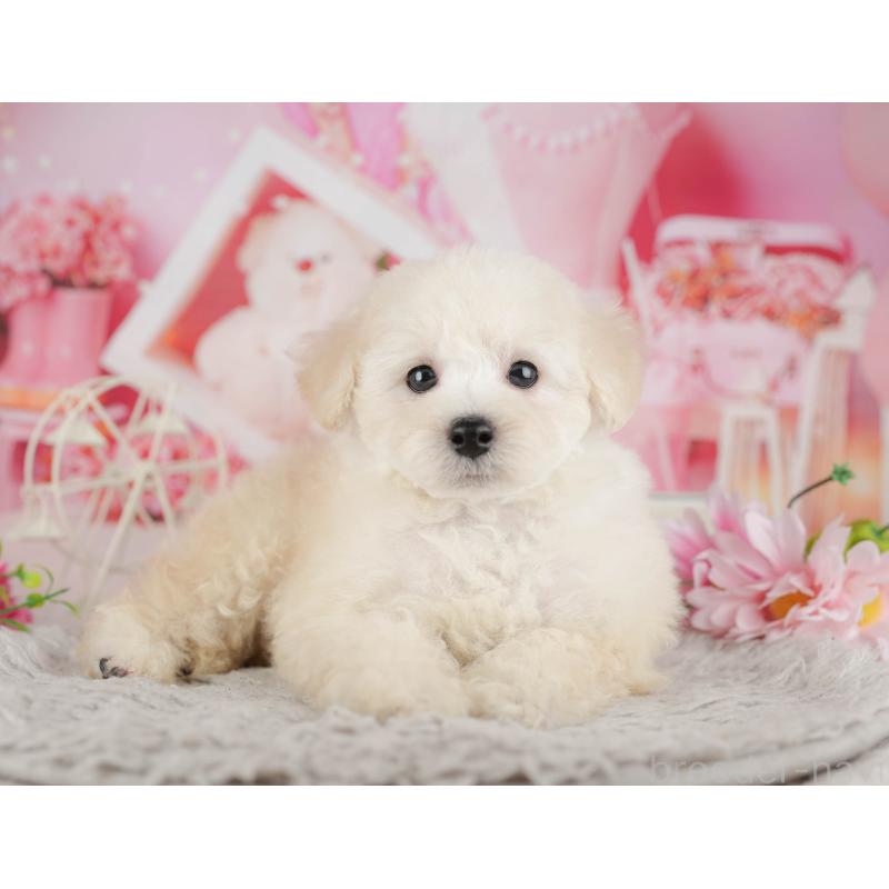 販売中の千葉県のトイプードル-441646の1枚目