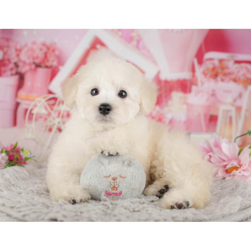 販売中の千葉県のトイプードル-441646の11枚目