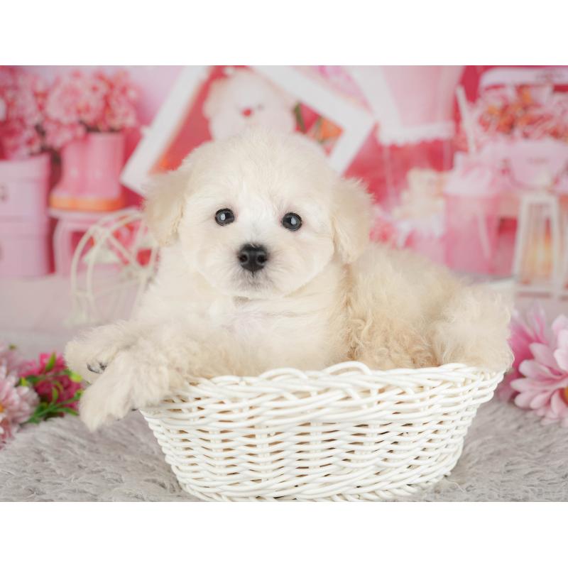 販売中の千葉県のトイプードル-441646の10枚目