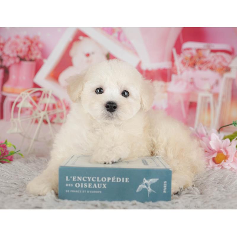 販売中の千葉県のトイプードル-441646の9枚目