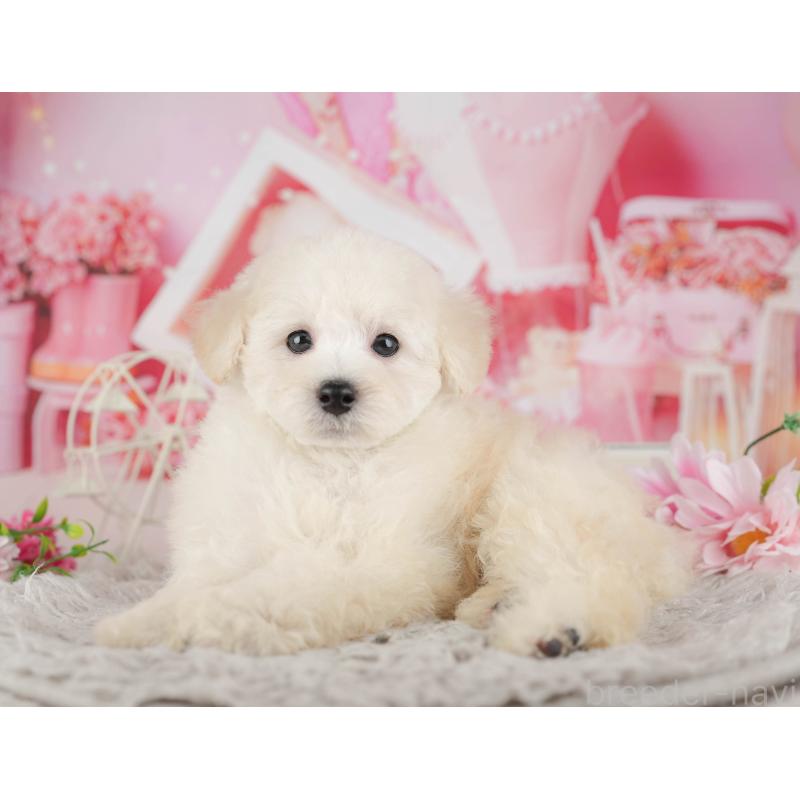 販売中の千葉県のトイプードル-441646の8枚目