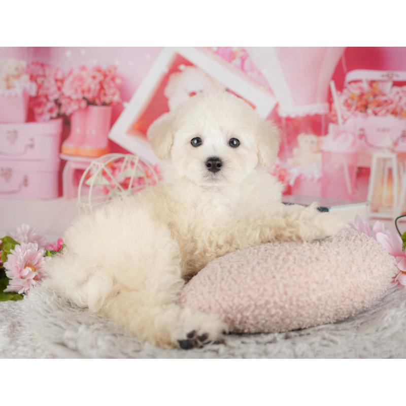 販売中の千葉県のトイプードル-441646の7枚目