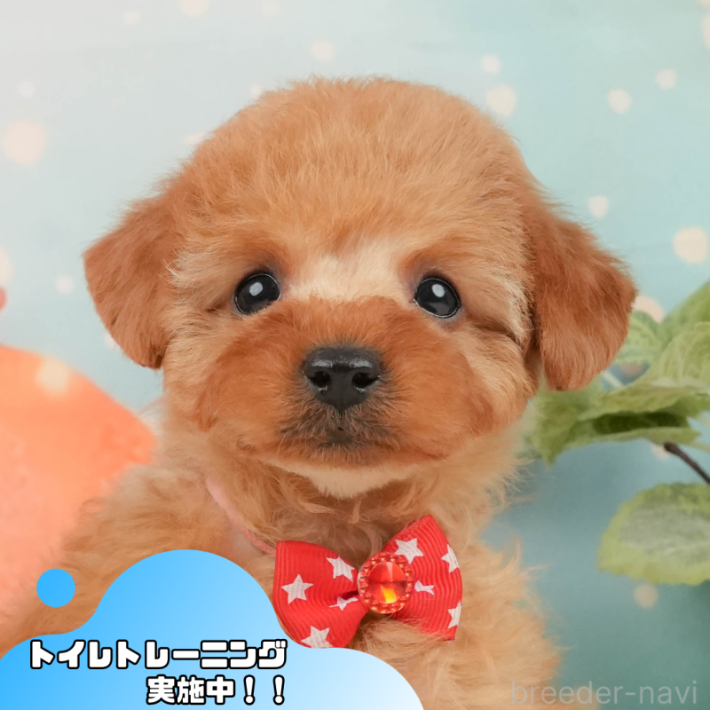 販売中の静岡県のトイプードル-440999